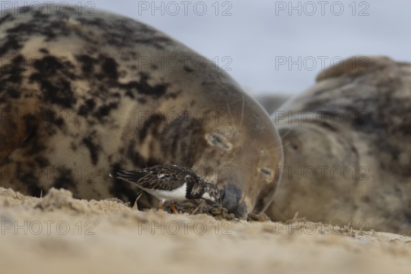 Grey seal (Halichoerus grypus) adult animal sleeping on a beach as a Turnstone bird feeds closeby, Norfolk, England, United Kingdom