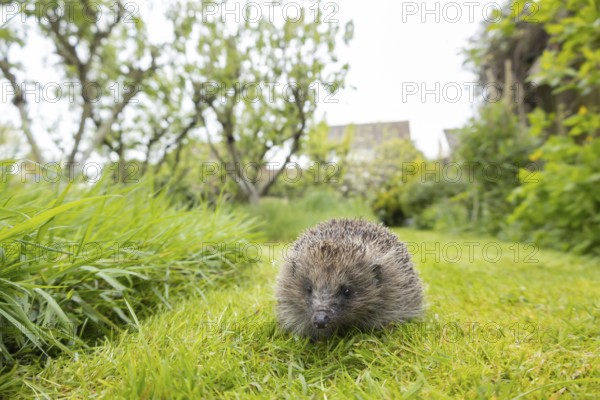 European hedgehog (Erinaceus europaeus) adult animal on a garden grass lawn with an urban house in the background, England, United Kingdom