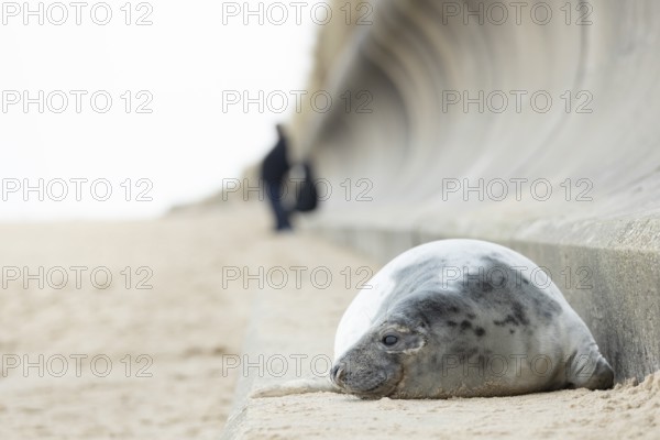 Grey seal (Halichoerus grypus) adult animal resting on a concrete sea defence with people in the background, Norfolk, England, United Kingdom