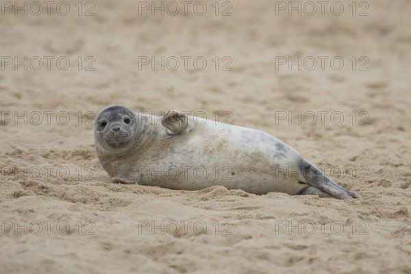 Grey seal (Halichoerus grypus) adult animal sleeping on a beach, Norfolk, England, United Kingdom