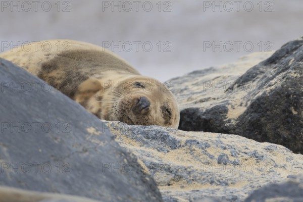 Grey seal (Halichoerus grypus) adult animal sleeping on rocks on a beach, Norfolk, England, United Kingdom