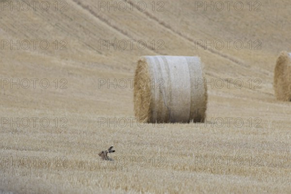 European brown hare (Lepus europaeus) adult animal in a farmland stubble field with a straw bale in the background in summer, England, United Kingdom