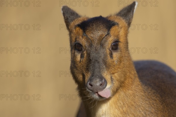 Muntjac deer (Muntiacus reevesi) adult animal sticking its tongue, England, United Kingdom