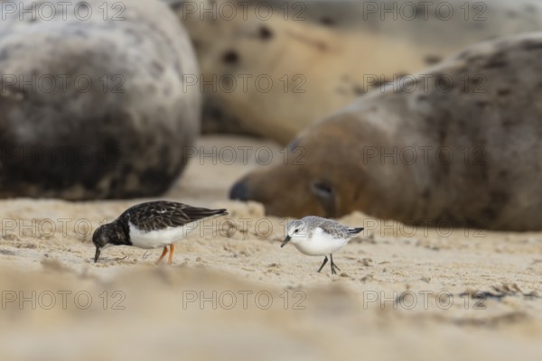 Grey seal (Halichoerus grypus) adult animal sleeping on a beach as a Turnstone and Sanderling birds feeds closeby, Norfolk, England, United Kingdom