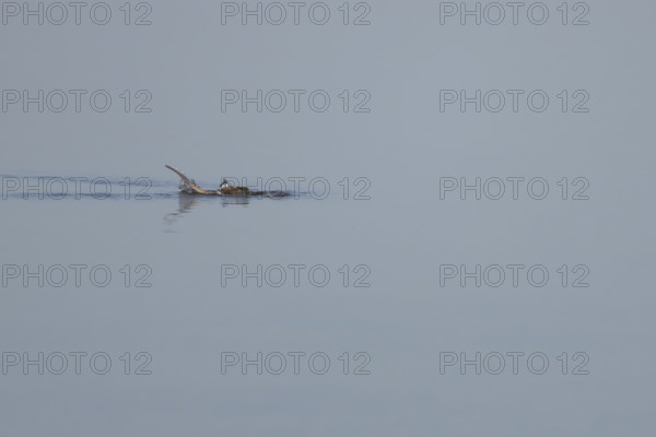 Brown rat (Rattus norvegicus) adult animal diving under water on a lake, England, United Kingdom