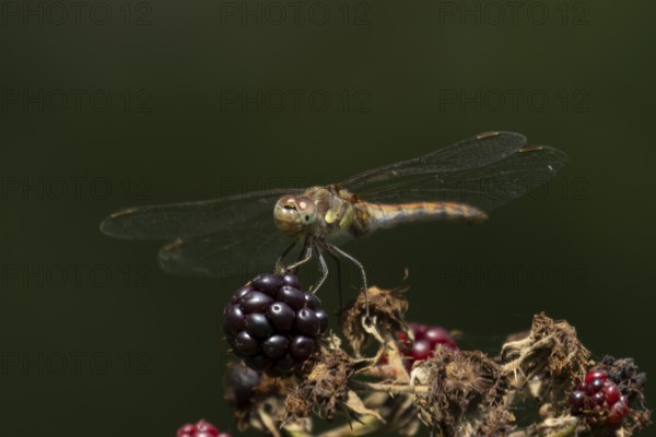 Common darter dragonfly (Sympetrum striolatum) adult insect resting on a blackberries in summer, England, United Kingdom
