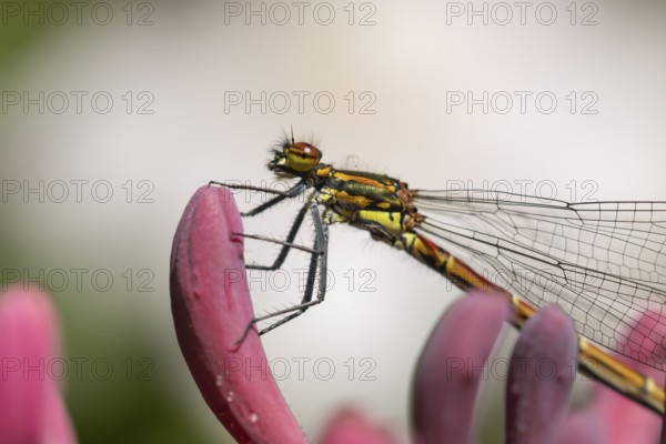 Large red damselfly (Pyrrhosoma nymphula) adult insect resting on a Honeysuckle flower in a garden, England, United Kingdom