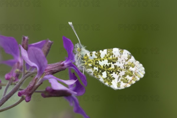 Orange tip butterfly (Anthocharis cardamines) adult male insect feeding on purple Honesty garden flowers in spring, England, United Kingdom
