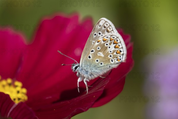 Common blue butterfly (Polyommatus icarus) adult insect on a Cosmos garden flower in summer, England, United Kingdom