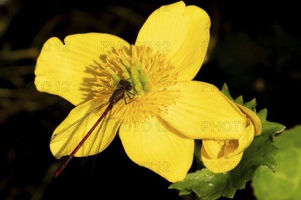 Large red damselfly (Pyrrhosoma nymphula) adult insect resting on a Kingcup yellow flower in a garden pond, England, United Kingdom