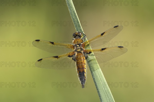 Four spotted chaser dragonfly (Libellula quadrimaculata) adult insect resting on a reed plant stem, England, United Kingdom