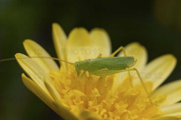 Oak bush cricket (Meconema thalassinum) adult insect resting on a yellow garden flower, England, United Kingdom