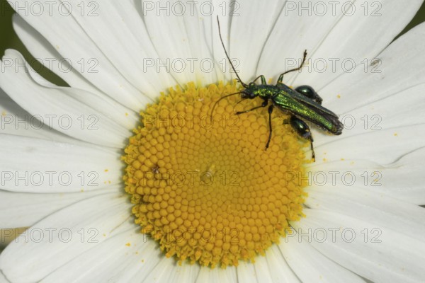 Thick-legged flower beetle (Oedemera nobilis) adult insect on an Oxeye daisy flower on summer, England, United Kingdom