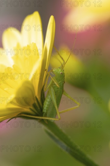 Oak bush cricket (Meconema thalassinum) adult insect resting on a yellow garden flower, England, United Kingdom