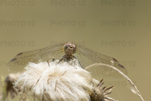 Common darter dragonfly (Sympetrum striolatum) adult insect resting on a plant seedhead, England, United Kingdom