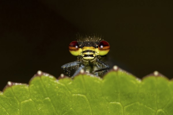 Large red damselfly (Pyrrhosoma nymphula) adult insect resting on a plant leaf in a garden, England, United Kingdom
