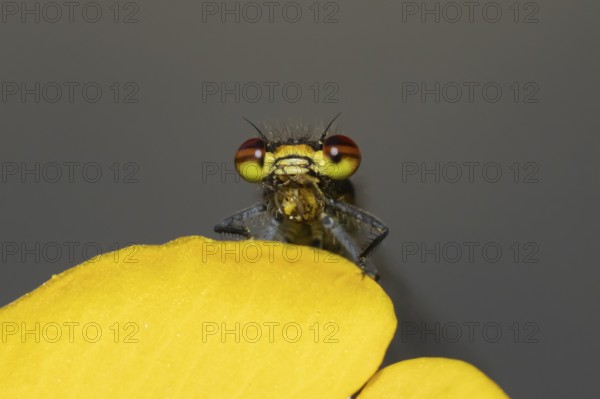 Large red damselfly (Pyrrhosoma nymphula) adult insect eating while resting on a Kingcup yellow flower in a garden pond, England, United Kingdom