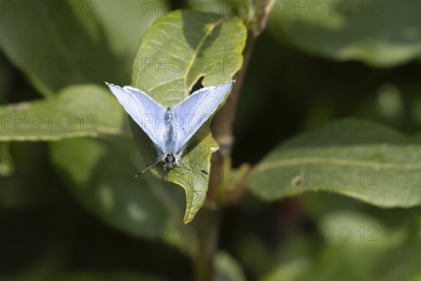 Holly blue butterfly (Celastrina argiolus) adult insect resting on a plant leaf in a garden, England, United Kingdom