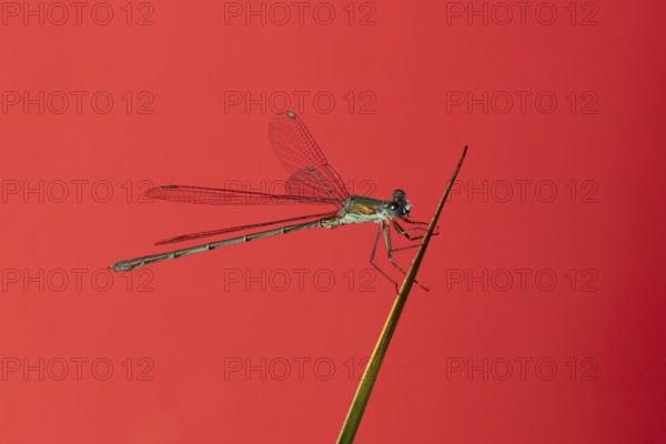 Emerald damselfly (Lestes sponsa) adult insect resting on a reed plant stem, England, United Kingdom