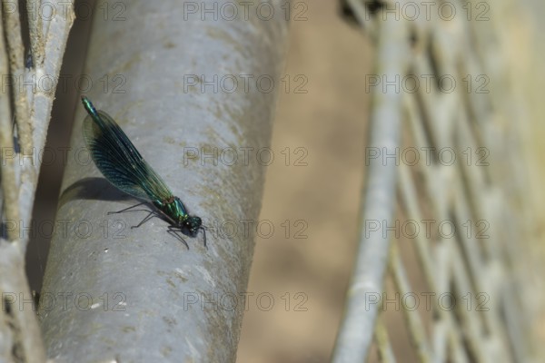 Banded demoiselle damselfly (Calopteryx splendens) adult male resting on metalwork, Suffolk, England, United Kingdom
