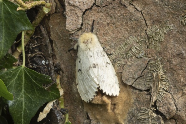 Buff ermine moth (Spilarctia luteum) adult insect resting on an Ivy tree trunk, England, United Kingdom