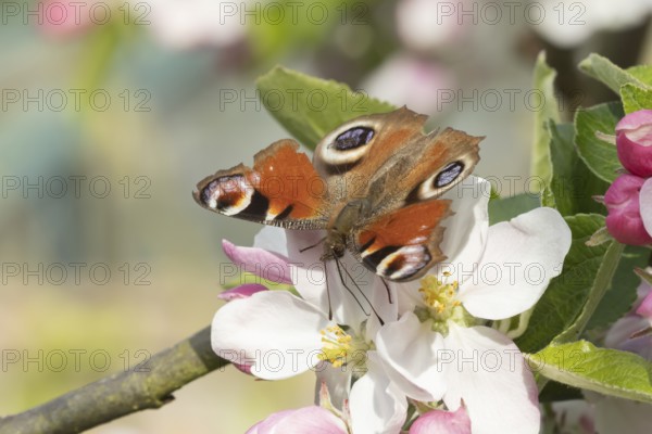 Peacock butterfly (Aglais io) adult insect feeding on apple tree blossom in spring, England, United Kingdom