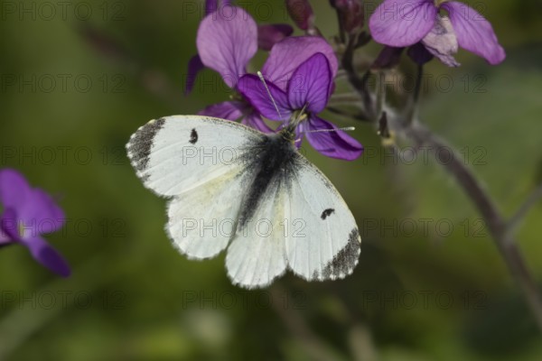 Orange tip butterfly (Anthocharis cardamines) adult female insect feeding on purple Honesty garden flowers in spring, England, United Kingdom