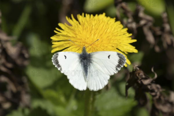Orange tip butterfly (Anthocharis cardamines) adult female insect feeding on a Dandelion flower in spring, England, United Kingdom