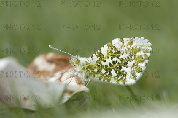 Orange tip butterfly (Anthocharis cardamines) adult insect resting on a garden Magnolia tree petal on a grass lawn in spring, England, United Kingdom