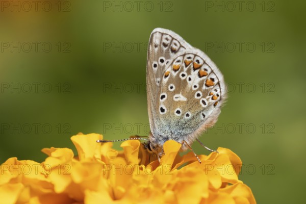 Common blue butterfly (Polyommatus icarus) adult insect feeding on a French marigold garden flower in summer, England, United Kingdom