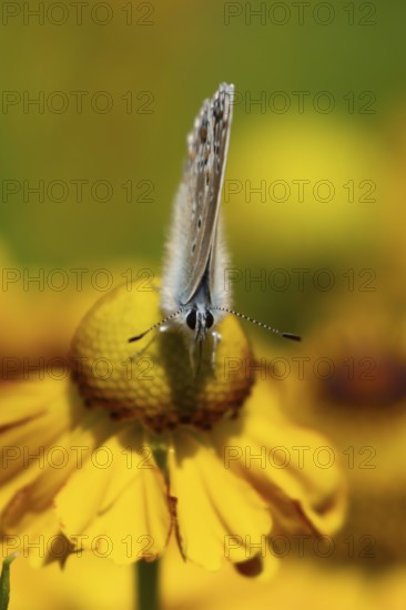 Common blue butterfly (Polyommatus icarus) adult insect feeding on a Helenium garden flower in summer, England, United Kingdom
