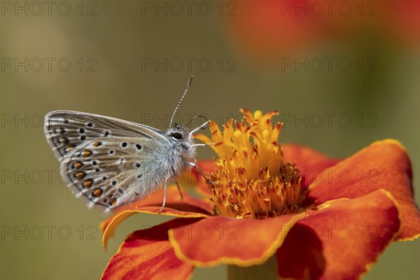 Common blue butterfly (Polyommatus icarus) adult insect feeding on a Mexican sunflower (Tithonia rotundifolia) garden flower in summer, England, United Kingdom