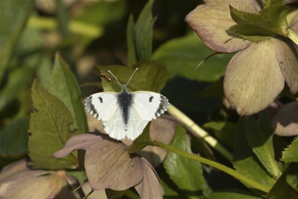 Orange tip butterfly (Anthocharis cardamines) adult female insect feeding on garden Hellebore flowers in spring, England, United Kingdom