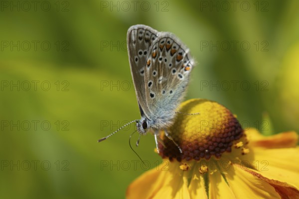 Common blue butterfly (Polyommatus icarus) adult insect on a Helenium garden flower in summer, England, United Kingdom