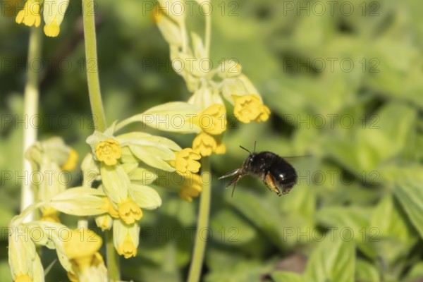 Ashy mining bee (Andrena cineraria) adult insect flying towards a Cowslip flower in spring, England, United Kingdom