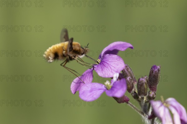 Bee fly (Bombylius major) adult insect feeding on Honesty flowers in spring, England, United Kingdom