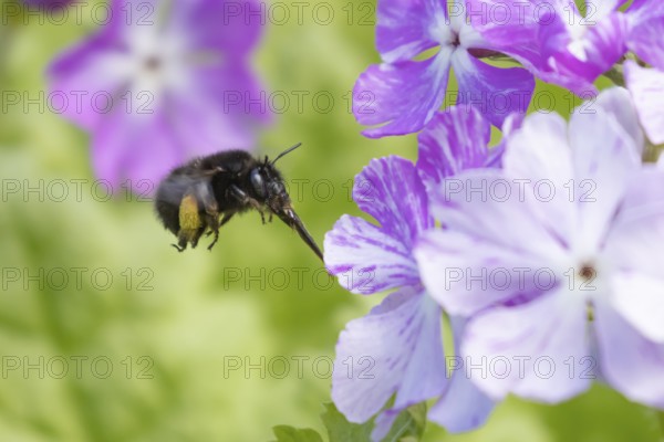Ashy mining bee (Andrena cineraria) adult insect flying towards a garden flower in spring, England, United Kingdom