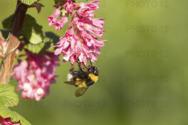 White tailed bumblebee (Bombus lucorum) adult bee insect feeding on Ribes King Edward VII flowering currant tree flowers in spring, England, United Kingdom