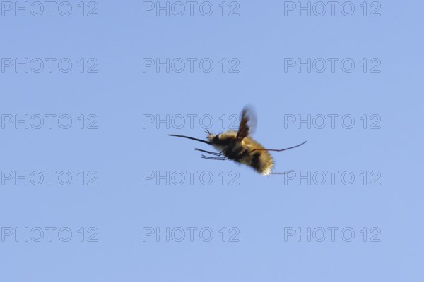 Bee fly (Bombylius major) adult insect flying against a blue sky, England, United Kingdom