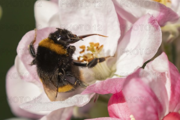 Buff tailed bumblebee (Bombus terrestris) adult bee insect feeding on apple tree blossom in spring, England, United Kingdom