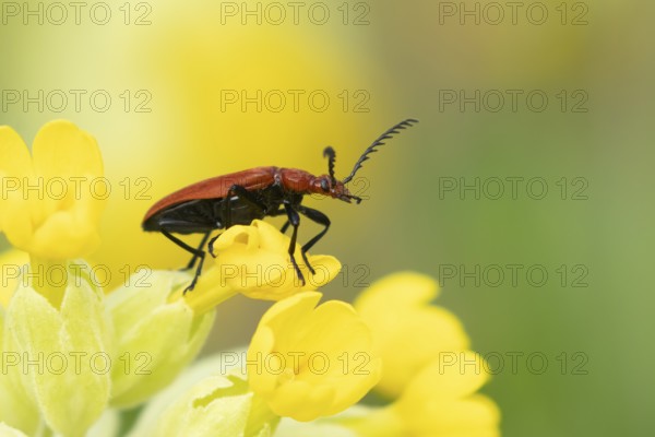 Common red soldier beetle (Rhagonycha fulva) adult insect on a Cowslip flower in spring, England, United Kingdom