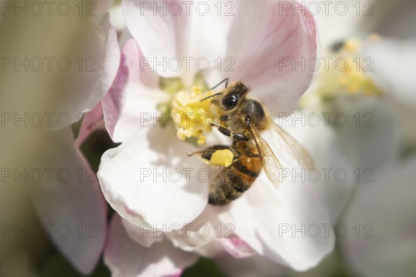 Honey bee (Apis mellifera) adult insect feeding on apple tree blossom in spring, England, United Kingdom