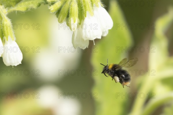 Buff tailed bumble bee (Bombus terrestris) adult insect flying towards a white garden flower in spring, England, United Kingdom