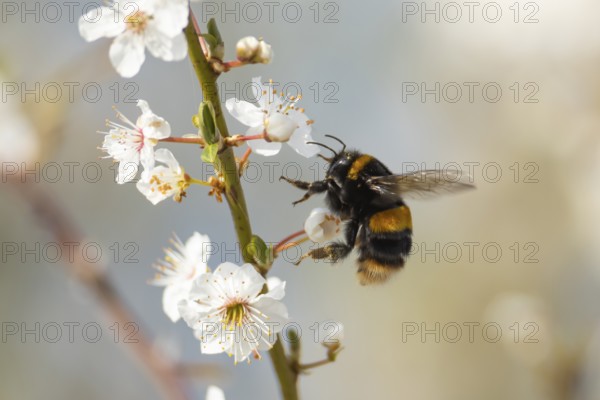 Buff tailed bumblebee (Bombus terrestris) adult bee insect flying towards Blackthorn tree blossom in spring, England, United Kingdom
