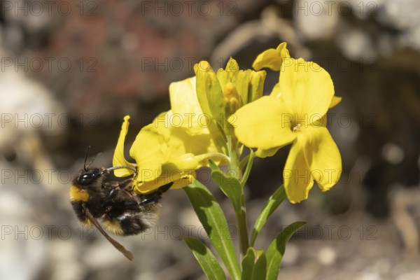 Buff tailed bumblebee (Bombus terrestris) adult bee insect feeding on a garden yellow Wallflower flower in spring, England, United Kingdom
