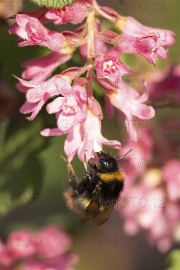 Buff tailed bumblebee (Bombus terrestris) adult bee insect feeding on Ribes King Edward VII flowering currant tree flowers in spring, England, United Kingdom