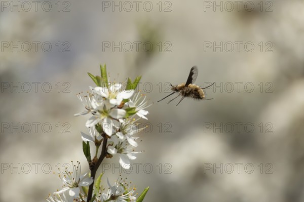 Bee fly (Bombylius major) adult insect flying towards Blackthorn tree blossom in spring, England, United Kingdom