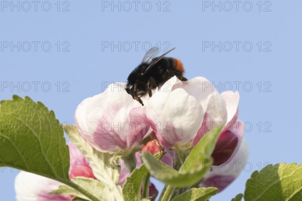 Red tailed bumblebee (Bombus lapidarius) adult bee insect feeding on apple tree blossom in spring, England, United Kingdom