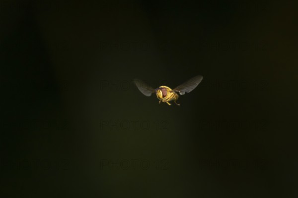 Common hoverfly (Eupeodes corollae) adult insect flying, England, United Kingdom
