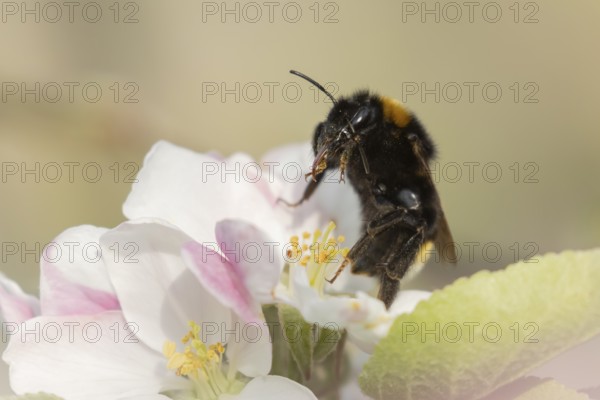 Buff tailed bumblebee (Bombus terrestris) adult bee insect on apple tree blossom in spring, England, United Kingdom